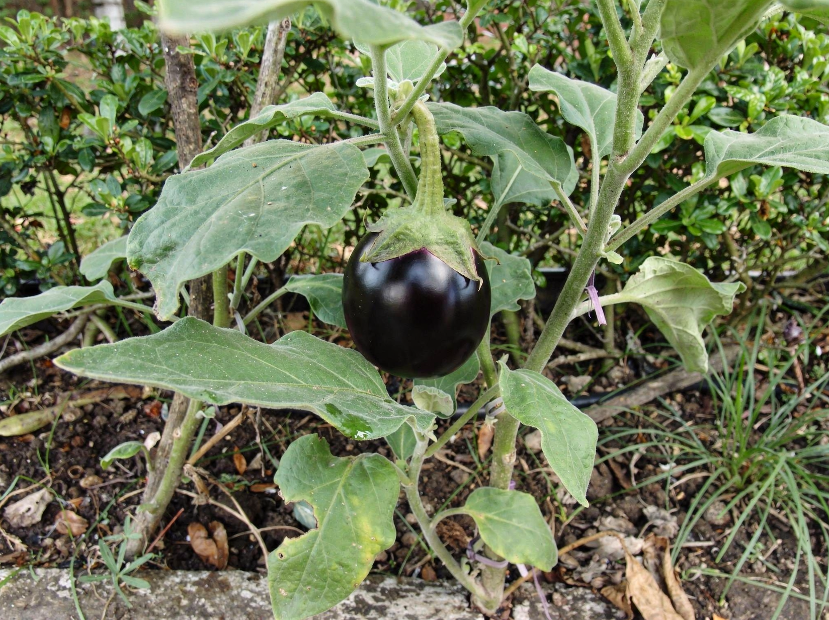 Eggplant — hero (AI-generated reference image)